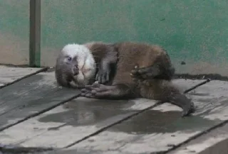 ☹️ emoji Otter love Telegram sticker 7 of 18