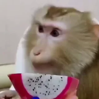 🐵 emoji monkeys 1 by @monkeyssgifs Telegram sticker 18 of 50
