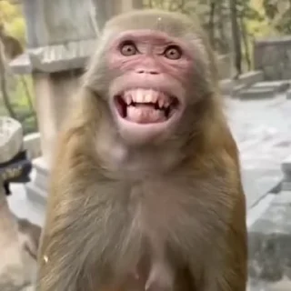 😂 emoji monkeys 1 by @monkeyssgifs Telegram sticker 2 of 50