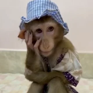 🌟 emoji monkeys 1 by @monkeyssgifs Telegram sticker 20 of 50