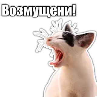 Sticker from Cats police