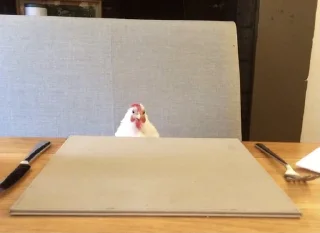 🐓 emoji simp Telegram sticker 10 of 44