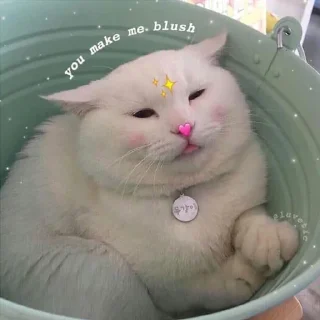 ❤️ emoji Wholesome Cats Telegram sticker 14 of 49