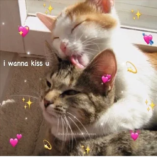 ❤️ emoji Wholesome Cats Telegram sticker 16 of 49