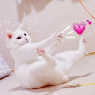 ❤️ emoji Wholesome Cats Telegram sticker 18 of 49