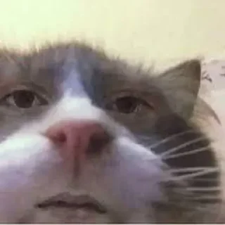 🙀 emoji ТипаТого Telegram sticker 5 of 32