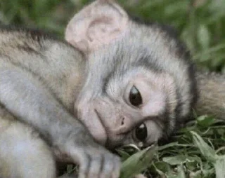 😢 emoji Monke Telegram sticker 22 of 57