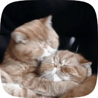 🐱 emoji Video with cats #524 @StickersPackRobot Telegram sticker 10 of 50