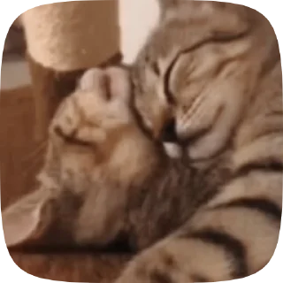 🐱 emoji Video with cats #524 @StickersPackRobot Telegram sticker 14 of 50