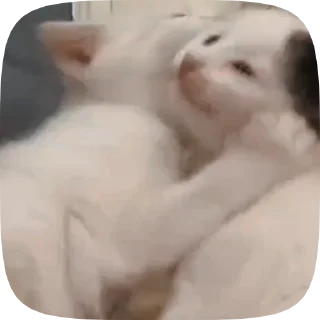 🐱 emoji Video with cats #524 @StickersPackRobot Telegram sticker 4 of 50