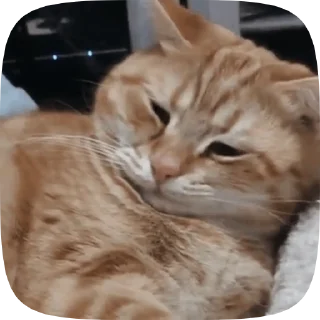 🐱 emoji Video with cats #524 @StickersPackRobot Telegram sticker 8 of 50