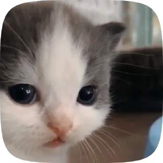 🐱 emoji Video with cats #524 @StickersPackRobot Telegram sticker 11 of 50