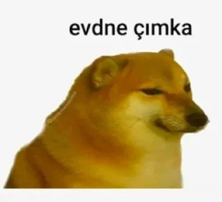 🐶 emoji Bendb'ın Arak Paketi  @cikartmaaraklayicibot Telegram sticker 23 of 120