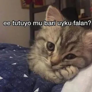 😌 emoji Ali ⛓️'ın Arak Paketi @cikartmaaraklayicibot Telegram sticker 8 of 46