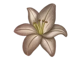 🌟 emoji @idumira25 Telegram sticker 23 of 83