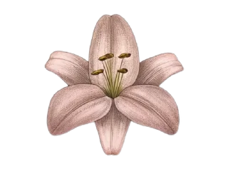 🌟 emoji @idumira25 Telegram sticker 24 of 83