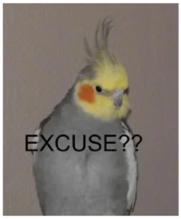 🦜 emoji Che cazzo trovo su Pinterest porco dio by @luighy Telegram sticker 12 of 76