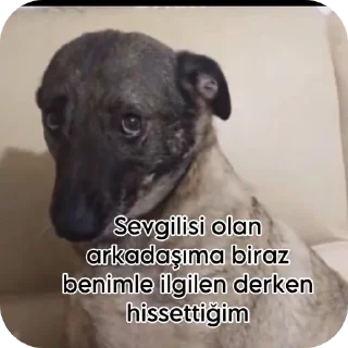 🐶 emoji Naz ablanız Telegram sticker 12 of 36