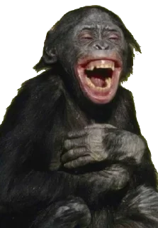 🦍 emoji Ape Team 500 Telegram sticker 22 of 88