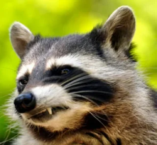 😒 emoji Racoon's return (Marco[Lw]) Telegram sticker 5 of 120
