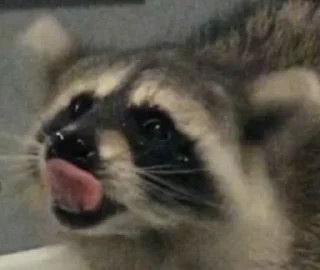😋 emoji Racoon's return (Marco[Lw]) Telegram sticker 24 of 120