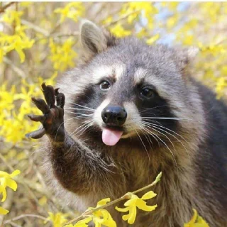 😍 emoji Racoon's return (Marco[Lw]) Telegram sticker 12 of 120
