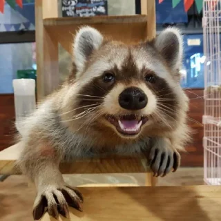 😌 emoji Racoon's return (Marco[Lw]) Telegram sticker 9 of 120