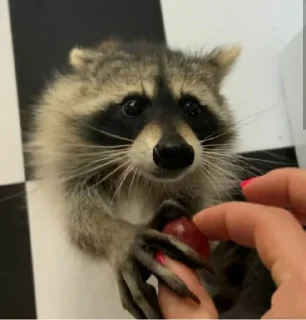🤚 emoji Racoon's return (Marco[Lw]) Telegram sticker 23 of 120