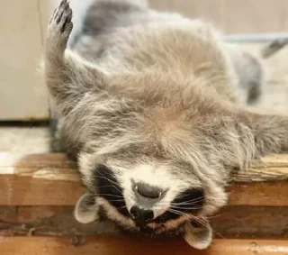😪 emoji Racoon's return (Marco[Lw]) Telegram sticker 20 of 120
