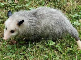 👋 emoji Opossum Telegram sticker 8 of 39