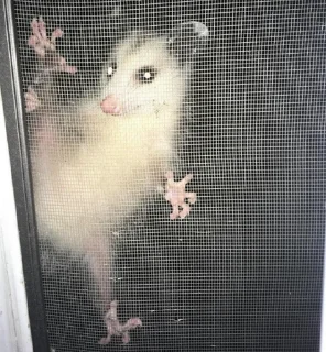 👀 emoji Opossum Telegram sticker 11 of 39