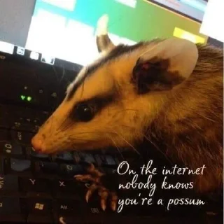 🧑‍💻 emoji Opossum Telegram sticker 5 of 39