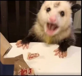 🍕 emoji Opossum Telegram sticker 3 of 39