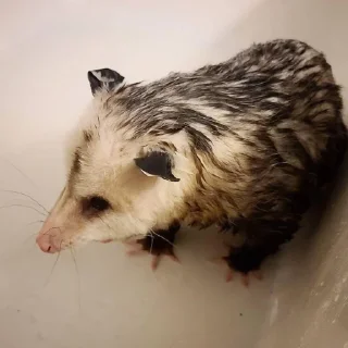 🚿 emoji Opossum Telegram sticker 13 of 39