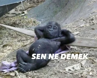 🧐 emoji @kimbukatilcivciv | 🌃 @SiriUserBot Paketi | 1 Telegram sticker 18 of 59