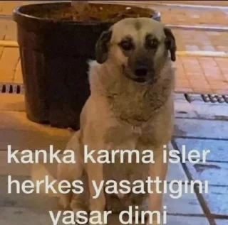 🌟 emoji Altılı Pussykeriler pack by @QuotLyBot Telegram sticker 17 of 97