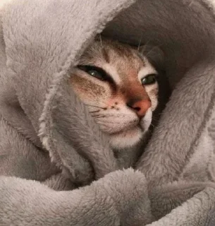 🐱 emoji 𝗰𝗮𝘁𝘀 ,,, @MoodPacks Telegram sticker 19 of 110
