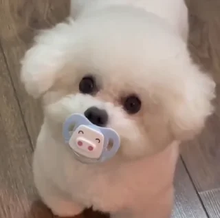 🐶 emoji ☾︎⋆ 𝘧𝘶𝘯𝘯𝘺 𝘥𝘰𝘨 ᎓‌ @saloviyapack Telegram sticker 5 of 35