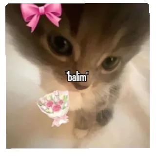 Sticker from @hukumetim