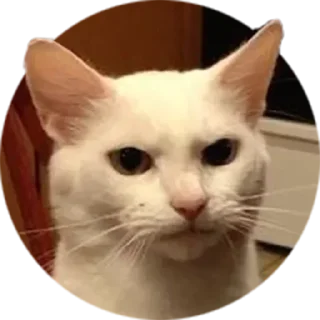 😾 emoji @OmerNGS @AsenaUserBot Paketi 1 Telegram sticker 6 of 35