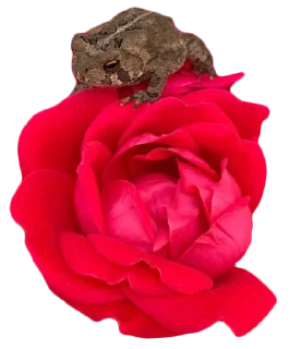 🌷 emoji BOBPACK 2 Telegram sticker 23 of 88