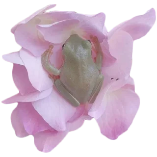 🌺 emoji BOBPACK 2 Telegram sticker 10 of 88