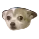 🙄 emoji doggos Telegram sticker 5 of 30
