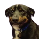 😬 emoji doggos Telegram sticker 11 of 30