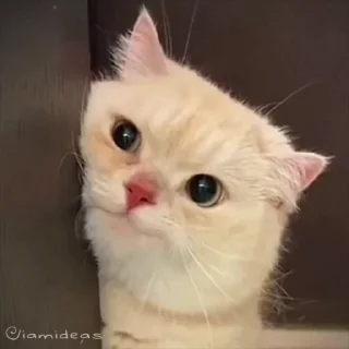 😡 emoji Fav Cat's 🐈 @Mujibabdali Telegram sticker 10 of 105