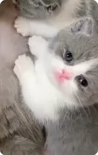 Sticker from я просто котик | @frostake