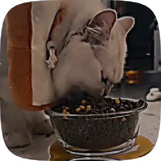 🍗 emoji ,猫のレオ’ Telegram sticker 11 of 50