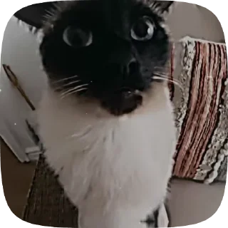 🤓 emoji ,猫のレオ’ Telegram sticker 16 of 50