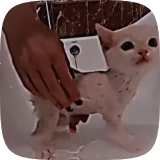 😊 emoji ,猫のレオ’ Telegram sticker 9 of 50