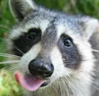 Sticker from Racoon's return (Marco[Lw])